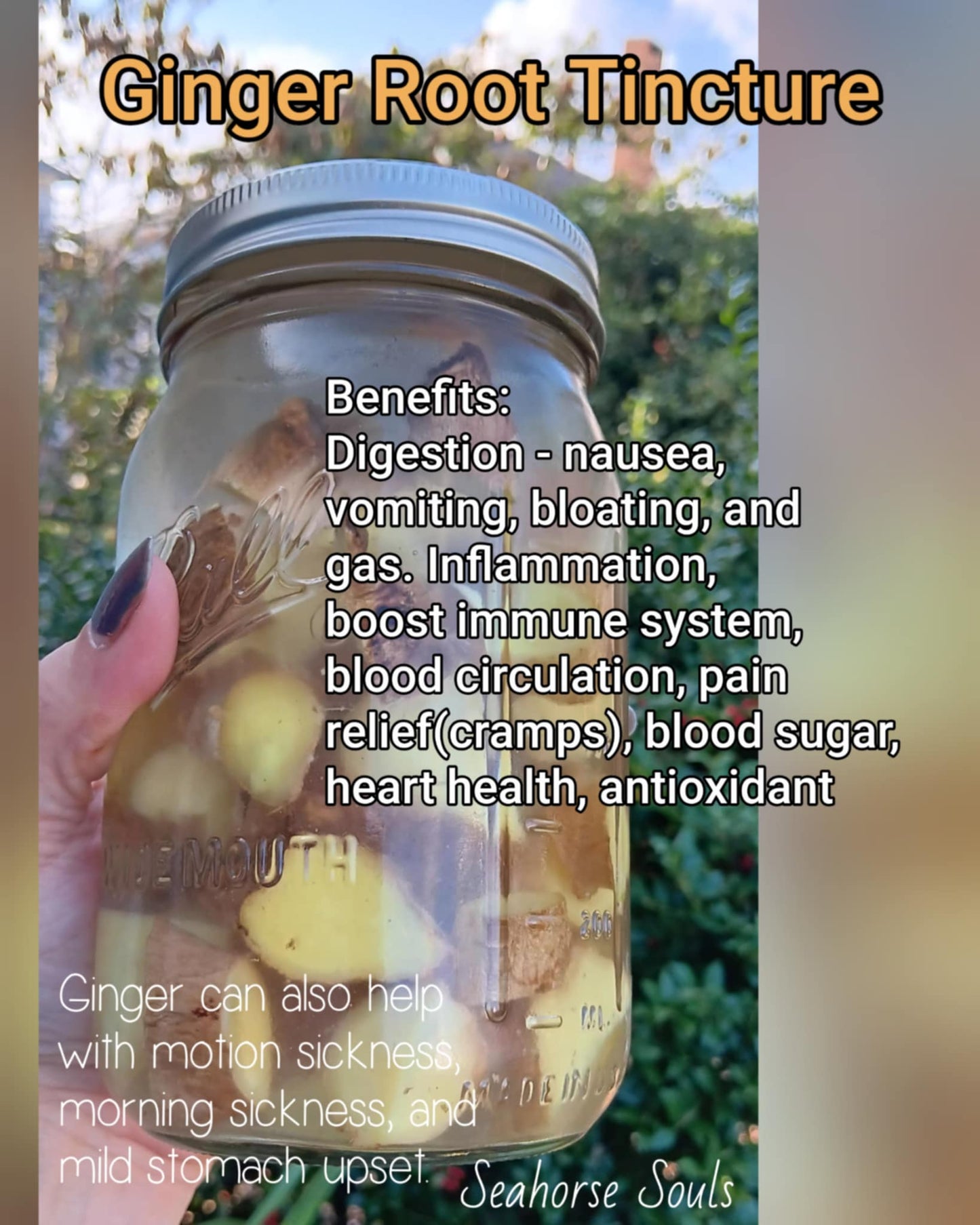 Ginger Root Tincture