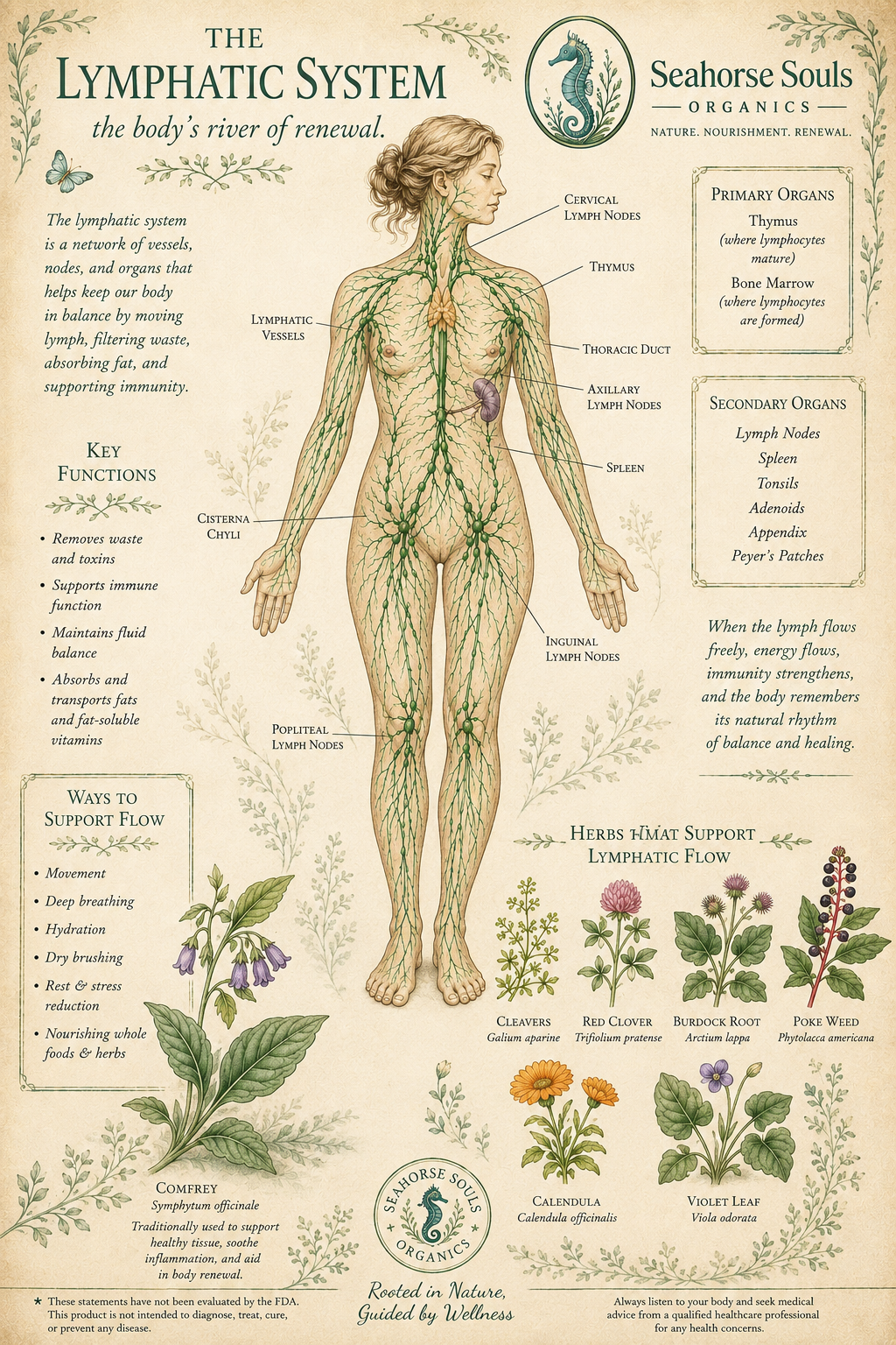 Poke Root Tincture